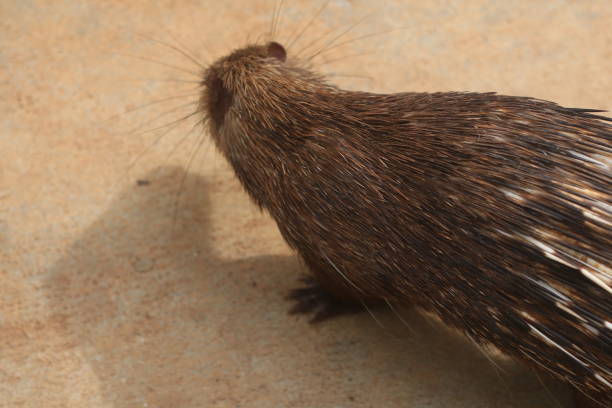 Porcupine animal standing in the garden