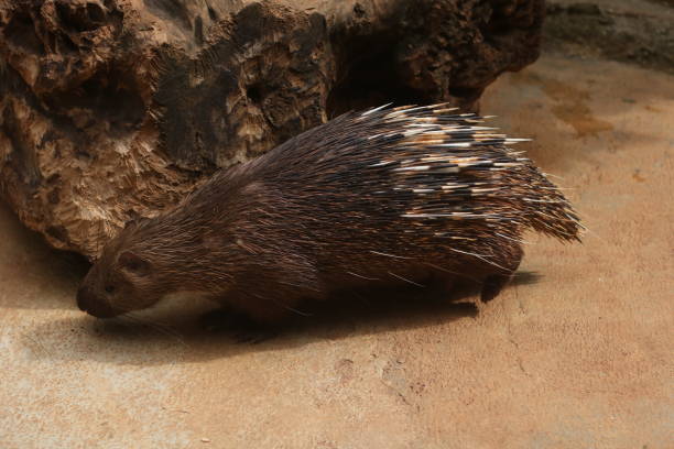 istock Porcupine animal 1473599561