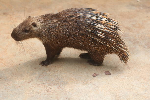 istock Porcupine animal 1473599612