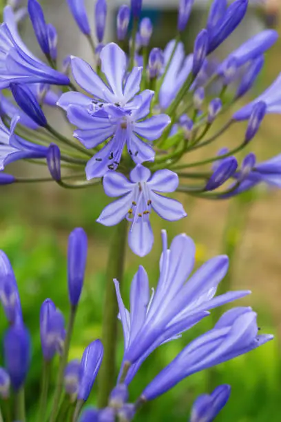 Lilac inflorescences of African Agapanthus in the garden in Sines, Setubal, Portugal
