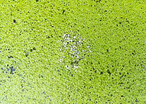 aquatic plants green colored background