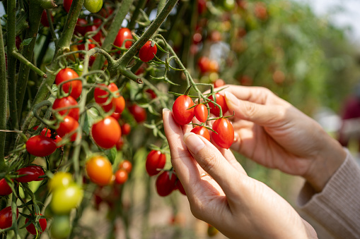 Organic red tomatoes and Farmer picking in Organic field.\nWorker picking fresh tomato.
