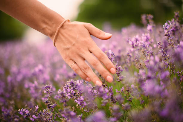 istock woman's hand strokes lavender in france 1473601236