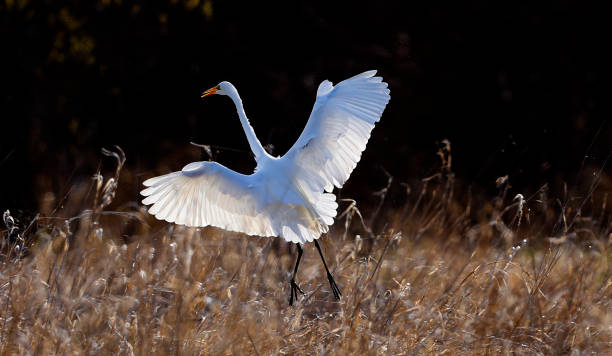 White Egret at Horicon Wildlife Refuge.