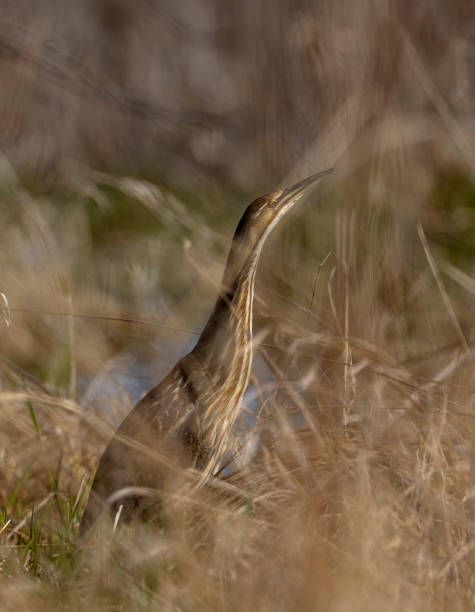 American Bittern at Horicon Wildlife Refuge.