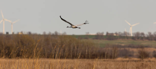 Whooping Crane at Horicon Wildlife Refuge.