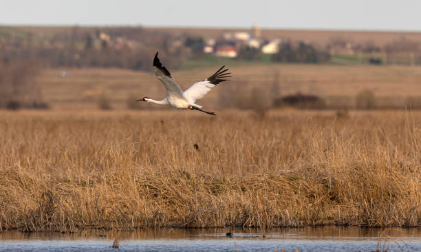 istock Whooping Crane at Horicon Wildlife Refuge. 1473601334