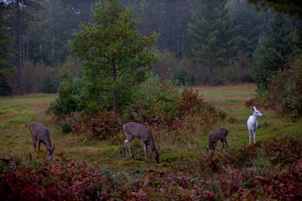 Albino Deer in Wisconsin during fall. Albino Deer in Wisconsin during fall. in Boulder Junction, Wisconsin, United States albino deer stock pictures, royalty-free photos & images