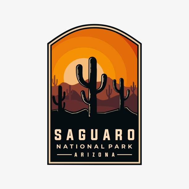 ilustrações, clipart, desenhos animados e ícones de modelo vetorial do parque nacional de saguaro. ilustração gráfica do marco do arizona. - sonoran desert illustrations