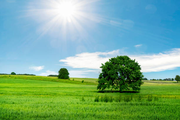 istock Tree on green field over sunny blue sky 1473609167