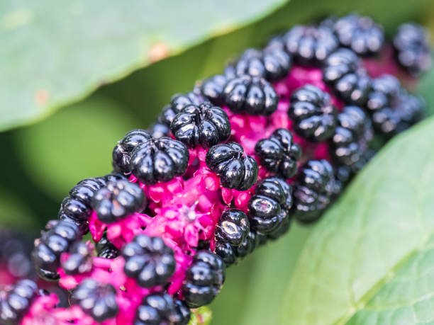 close-up de phytolacca acinosa roxo bagas pretas também conhecidas como pokeweeds, pokebush, pokeberry, pokeroot ou poke sallet. - poke weed - fotografias e filmes do acervo