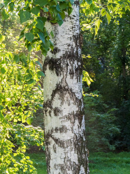 istock The texture of the birch bark. Birch bark background 1473609438