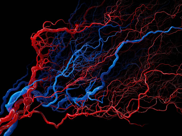 istock Vascular system - blood vessels on black - medical illustration 1473611225