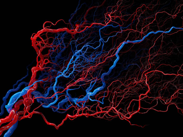 Vascular system - blood vessels on black - medical illustration stock photo