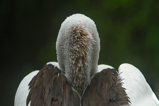 portrait from the back of a pelican