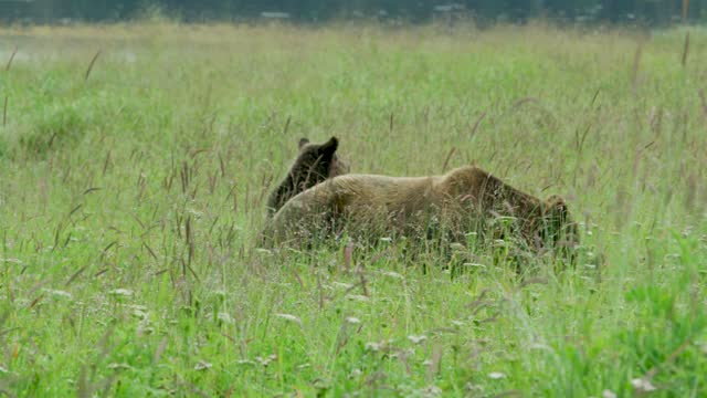 Mother brown bear and two cubs foraging and playing in the meadow by the lake.