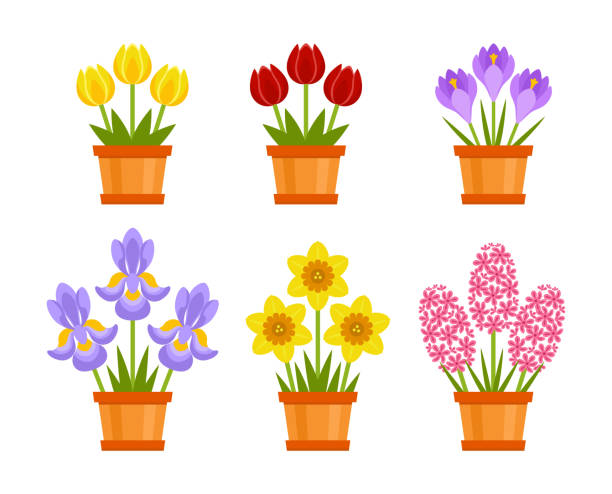 ilustrações, clipart, desenhos animados e ícones de conjunto de flores fofas da primavera em vasos. ícones vetoriais de tulipa vermelha e amarela, narciso, açafrão, íris e jacinto rosa isolado no fundo branco. - hyacinth flower vase daffodil