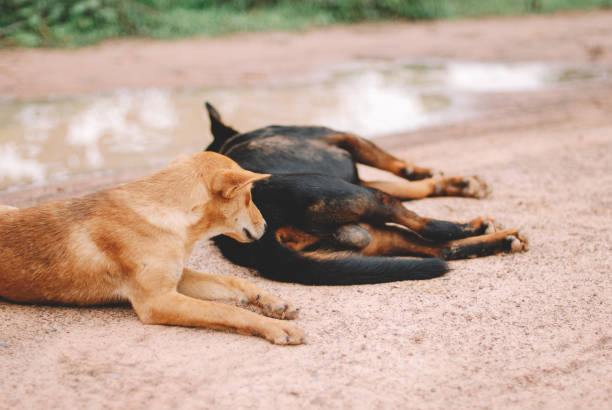 istock cute dogs playing together 1473616611