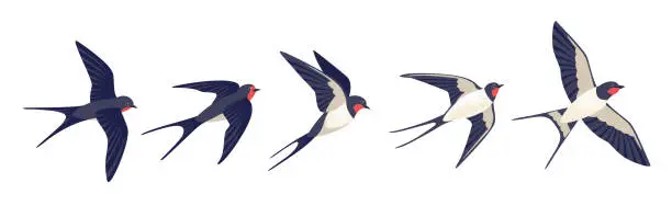 Vector illustration of Flying swallows. Bird in flight isolated on a white background. Vector illustration in a flat style.