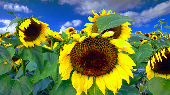 Sunflowers garden,  have abundant health benefits. Sunflower oil improves skin health and promote cell regeneration. Dawn in the sunflowers field during summer sunset.