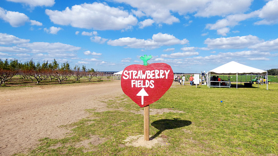 Strawberry fields love heart shape sign on the horticulture farm field background template- Orlando Florida