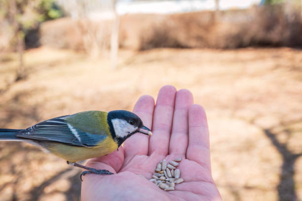 istock A tit sits on a man's hand and eats seeds. 1473618778