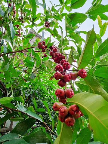 Fruits in Bangladesh