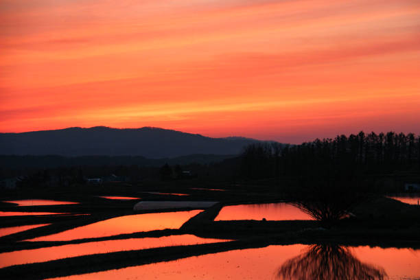 istock The rice field which is dyed to setting sun 1473618916
