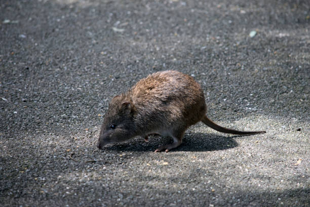 istock this is a side view of a potoroo a small marsupial 1473618928