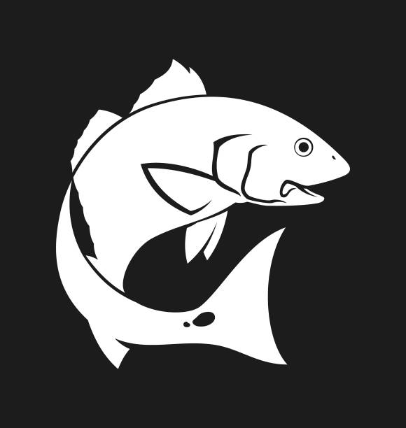illustrazioni stock, clip art, cartoni animati e icone di tendenza di red drum, redfish, spottail bass - silhouette ritagliata su sfondo scuro - fish cartoon bass mounted