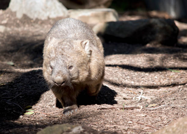 istock the common wombat walks like a dog on 4 legs 1473619530