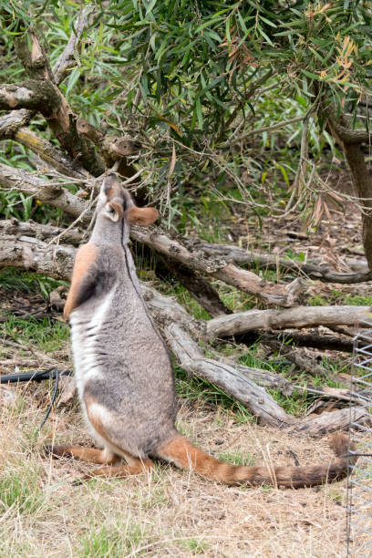 istock the yellow footed rock wallaby is grey, tan,and white 1473619588