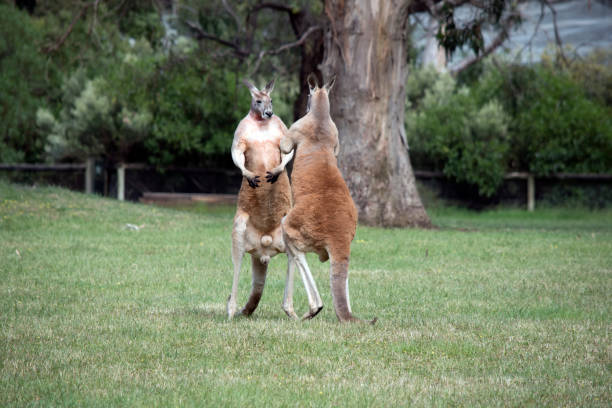 the male red kangaroos body is a shade of red fur his head is grey with a white muzzle, they are the tallest kangaroo the two male kangaroos are fighting over who will end up mating with the females. the male kangaroo uses it tail to balance kangaroos fighting stock pictures, royalty-free photos & images