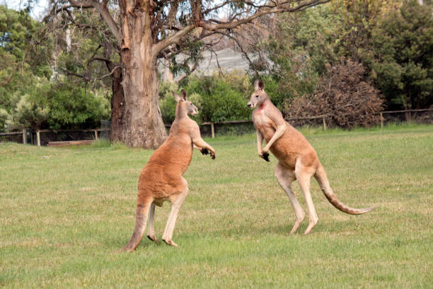 the two red kangaroosare taking a break from fighting the two male red kangaroos are fighting for the dominant position in the mob kangaroos fighting stock pictures, royalty-free photos & images