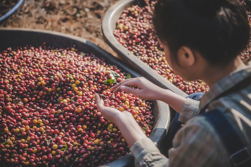 Coffee production, natural sun dry of honey process, removed bulb and remaining sweet for dry, premium quality of coffee in Chiangmai, Thailand