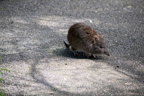 le potoroo à nez de lingue est un marsupial gris/brun qui ressemble à un rat - potoroo photos et images de collection