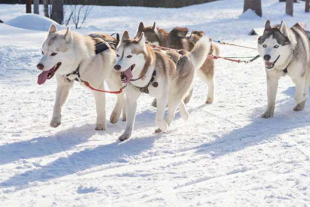 istock A group of fast sled dogs in a harness run along a winter snowy path. 1473619820