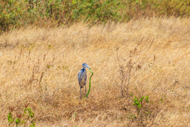 черноголовая цапля (ardea melanocephala), поедая восточную зеленую мамбу (dendroaspis angusticeps) в сухой траве в национальном парке кратера нгоронгоро, танзан - angusticeps стоковые фото и изображения