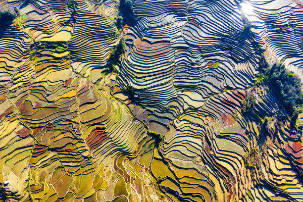 中国雲南省の元陽段々畑の空撮。 - rice paddy china traditional culture yunnan province ストックフォトと画像