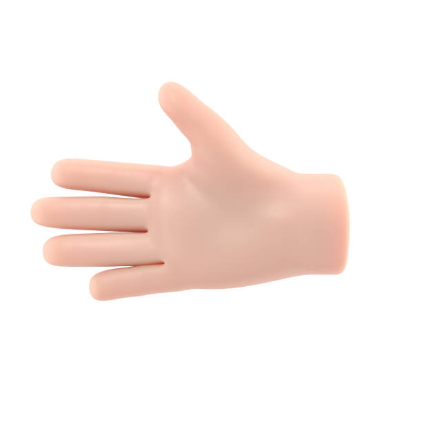 istock Cartoon Gesture Icon Mockup.Open outstretched showing five fingers, extended in greeting. 3D rendering on white background. 1473624807