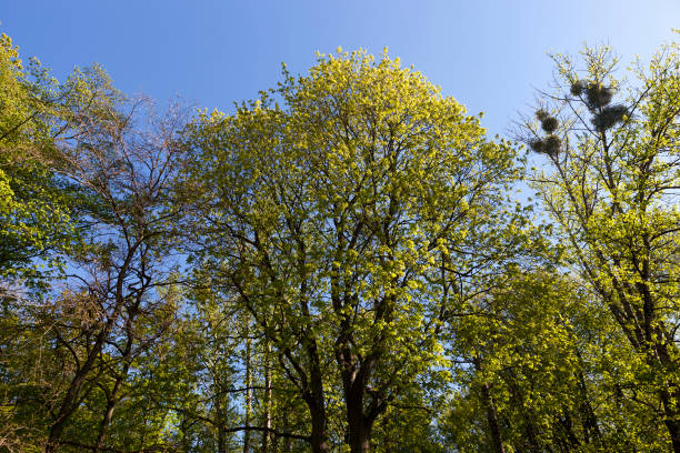 istock Young spring foliage of trees in the spring season 1473624812