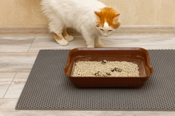 istock the cat is standing near the cat's litter box 1473626049