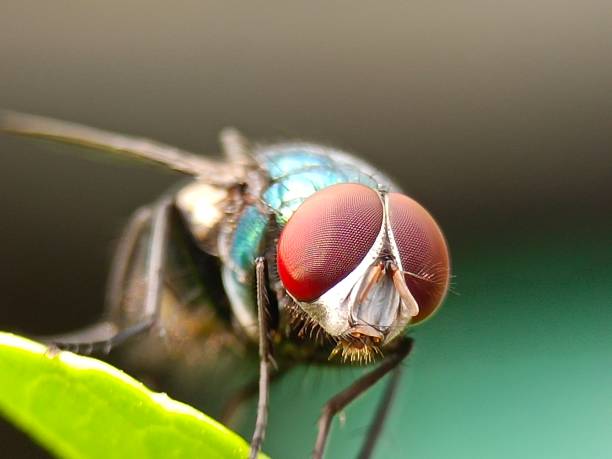 istock close-up photo of a fly's eye 1473626417