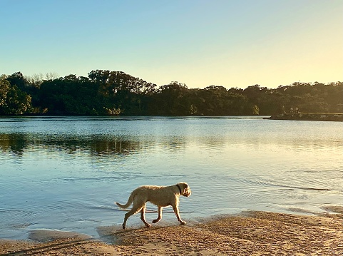 Horizontal landscape of large dog running free on sand along calm river waters with coastline background slumber soft light of sunset at Brunswick Heads NSW Australia