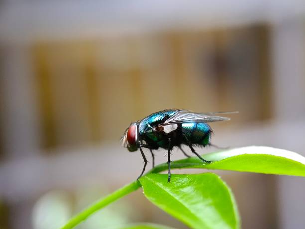 istock Close-up of common fly on leaf 1473626550
