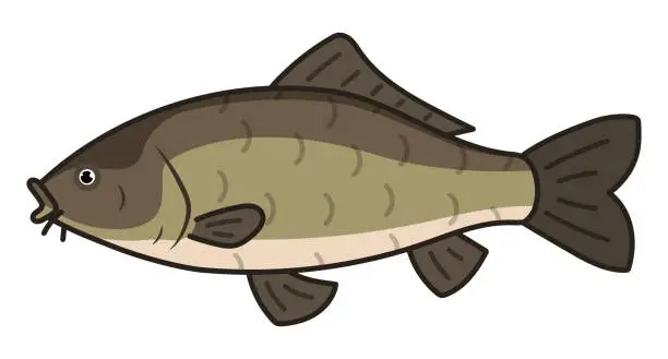 Vector illustration of Common carp isolated vector illustration.