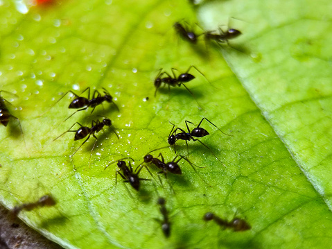 Colony of black ants are looking for food on the surface of the leaves.  Closeup photo of ant colony