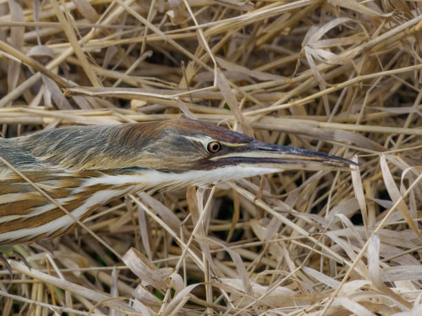 istock American Bittern Botaurus lentiginosus Head Shot Washington State 1473627744