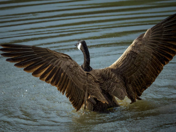 istock Wild Canadian Goose in Pond From Back Oregon State 1473627883