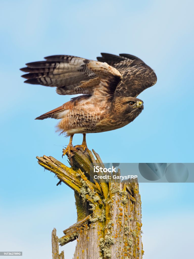 Red-tailed Hawk Starting Flight From Tree Snag in Oregon Red-tailed Hawk ( Buteo Jamaicensis ) on a top of a tree snag. Is a very common raptor in North America, often seen perched alongside of roadways. Bird Stock Photo